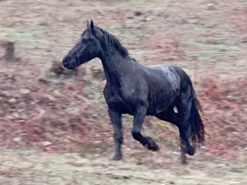 Paarden 3